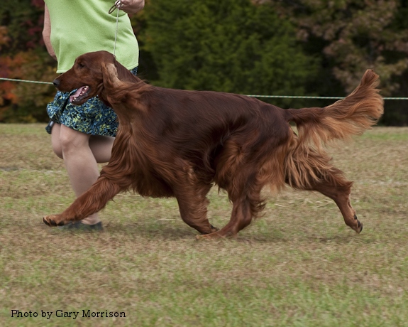 Champion Kinloch's Without a Doubt 