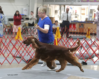 Shoney Running in the Ring