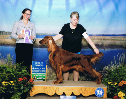 Izzy, Best of Winners MD Sporting