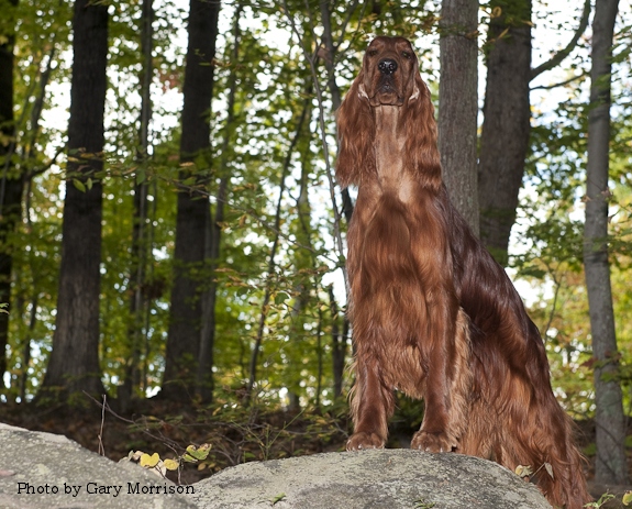 Champion Kinloch's Without a Doubt 