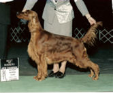 Ch Kintyre's Phoenix Risn O Kinloch