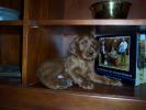 Shelf puppy
